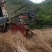 粮油作物罗平本地油菜籽，常年供应，货源稳定，出油率高，