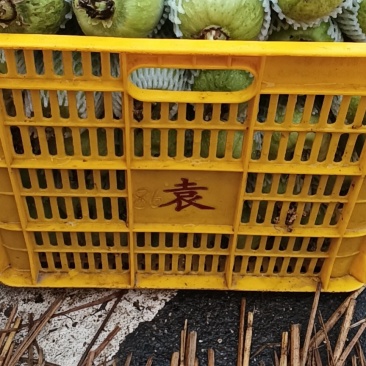 株洲白关丝瓜