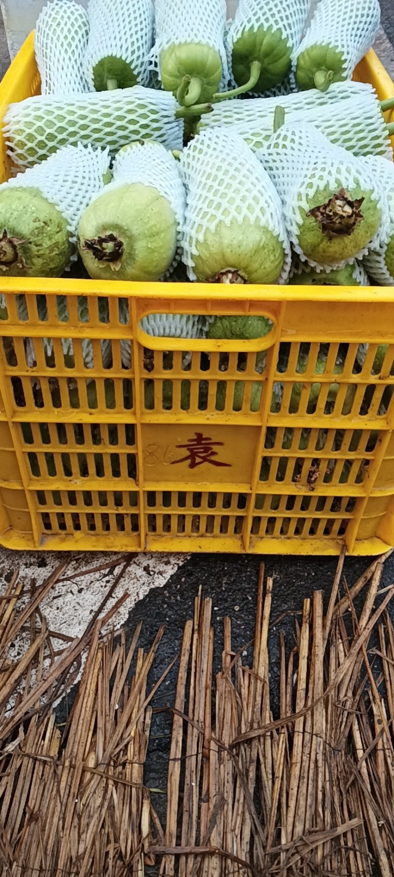 株洲白关丝瓜