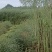 粮油作物罗平本地油菜籽，常年供应，货源稳定，出油率高，
