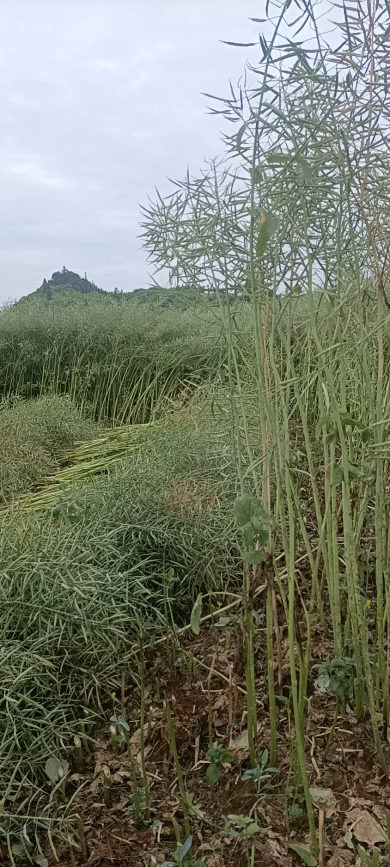 粮油作物罗平本地油菜籽，常年供应，货源稳定，出油率高，