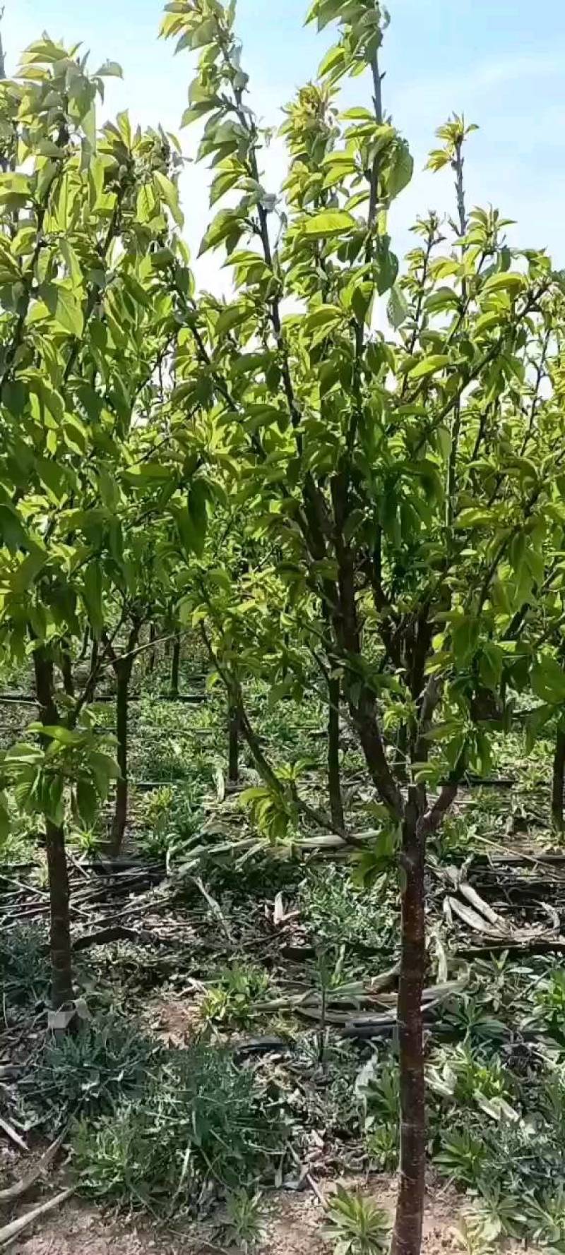 烟台樱桃树