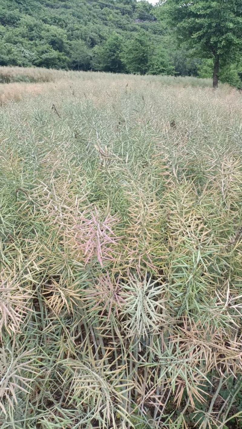 粮油作物罗平本地油菜籽，常年供应，货源稳定，出油率高，