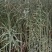 粮油作物罗平本地油菜籽，常年供应，货源稳定，出油率高，