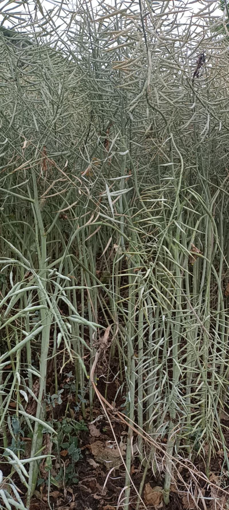 粮油作物罗平本地油菜籽，常年供应，货源稳定，出油率高，