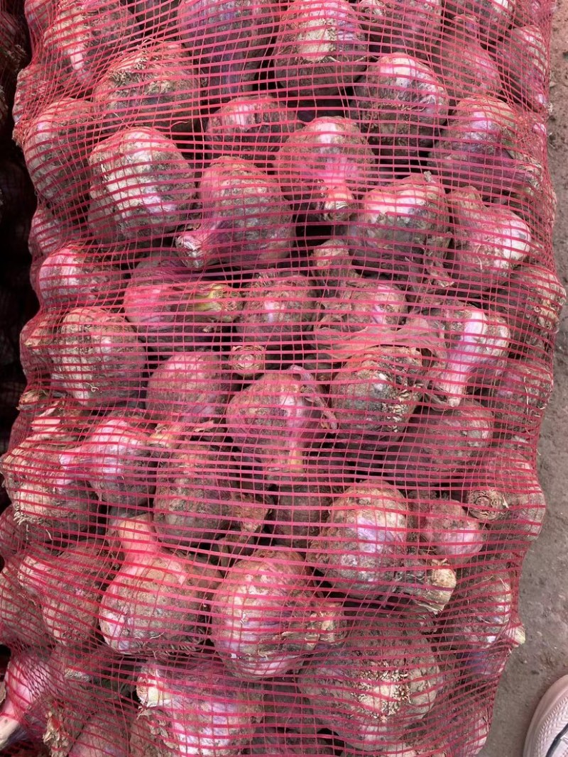 主产紫皮精品大蒜