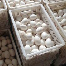 出售五龙鹅商品鹅蛋，种蛋.均重2.1—2.7两，莱阳市
