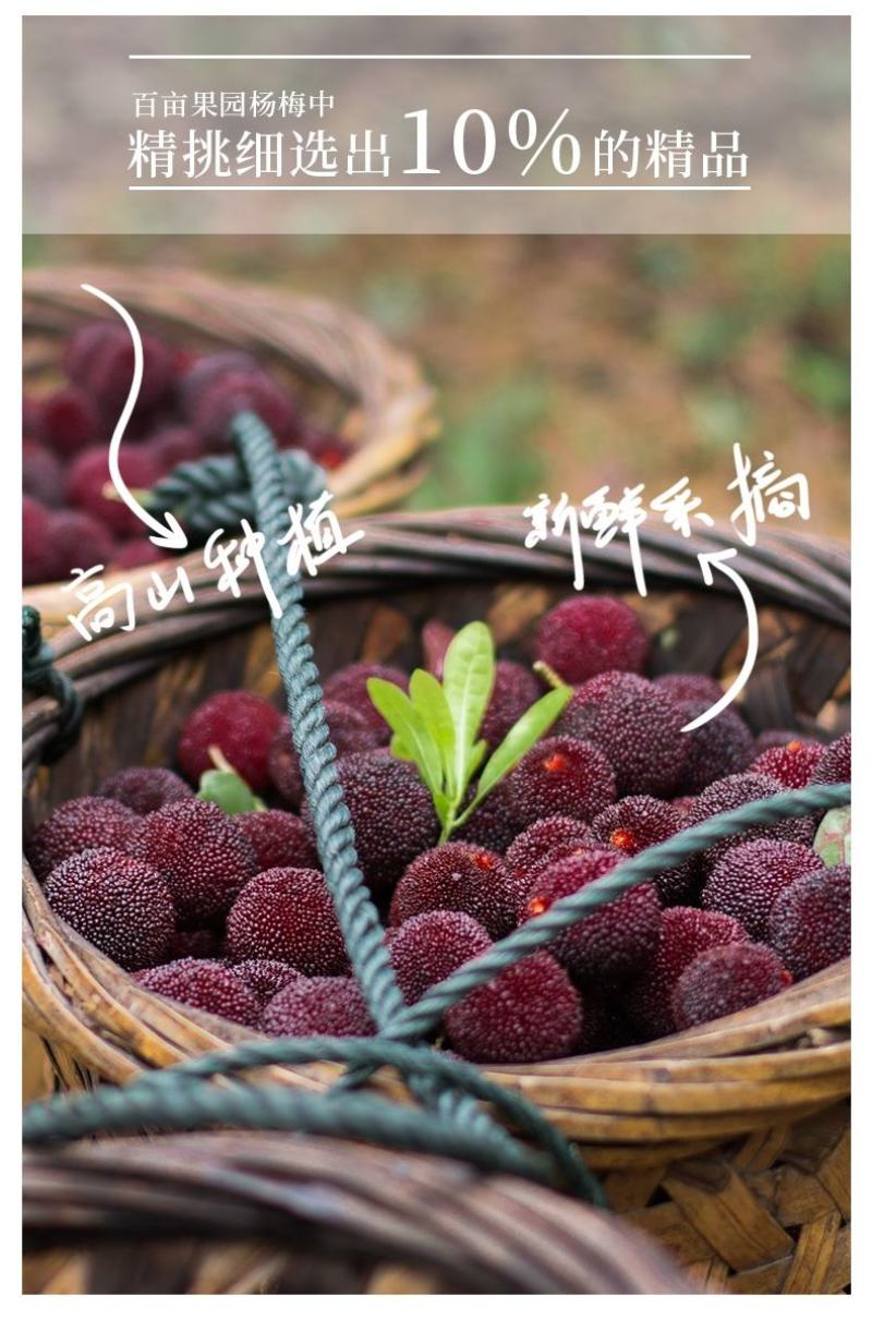 杨梅，酸甜可口，颗颗饱满