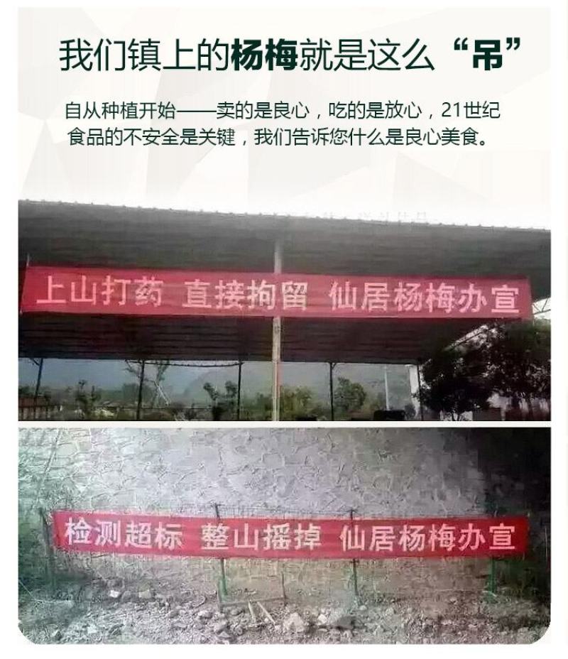 杨梅，酸甜可口，颗颗饱满