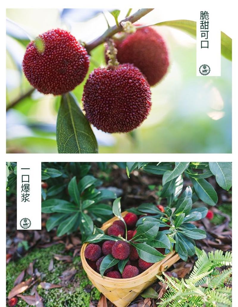 杨梅，酸甜可口，颗颗饱满
