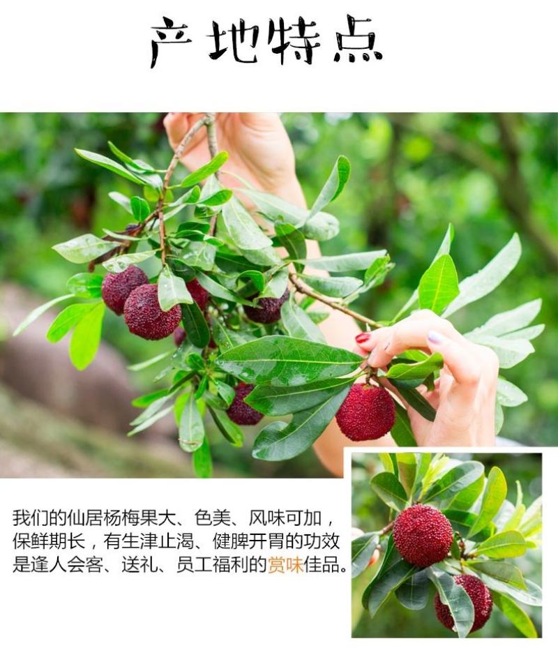 杨梅，酸甜可口，颗颗饱满