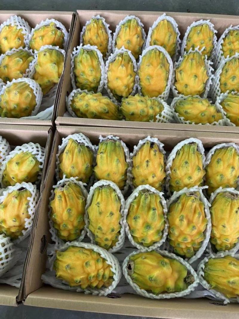 海南三亚燕窝果批发代发精品礼盒装清甜可口