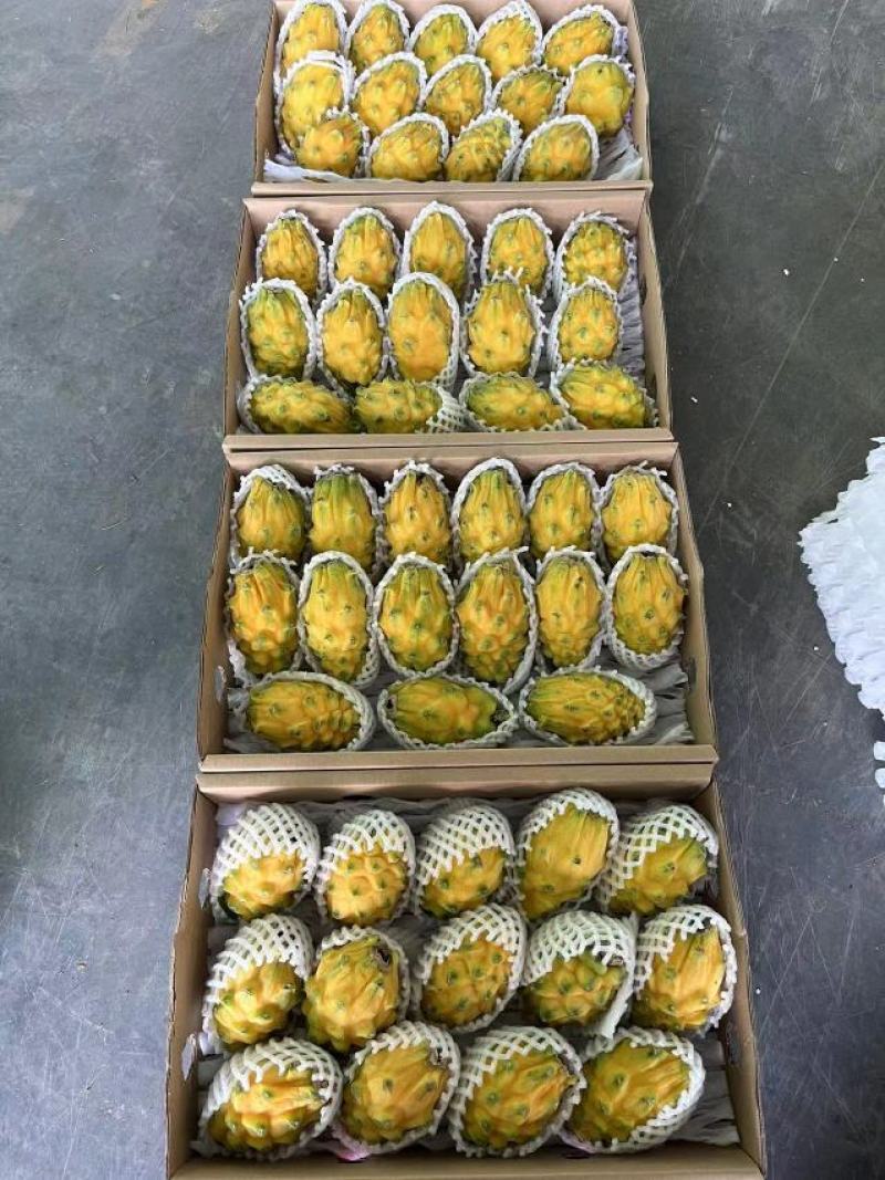 海南三亚燕窝果批发代发精品礼盒装清甜可口
