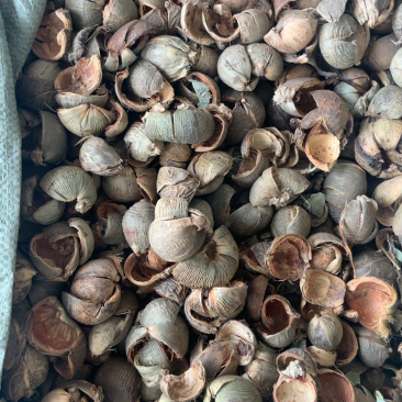 进口中药材大腹皮无硫新货槟榔皮大腹毛手机拍摄实物批发