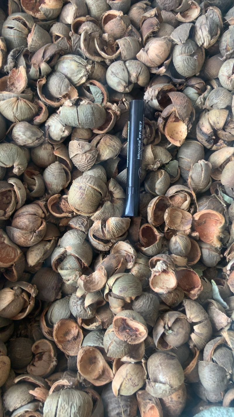 进口中药材大腹皮无硫新货槟榔皮大腹毛手机拍摄实物批发
