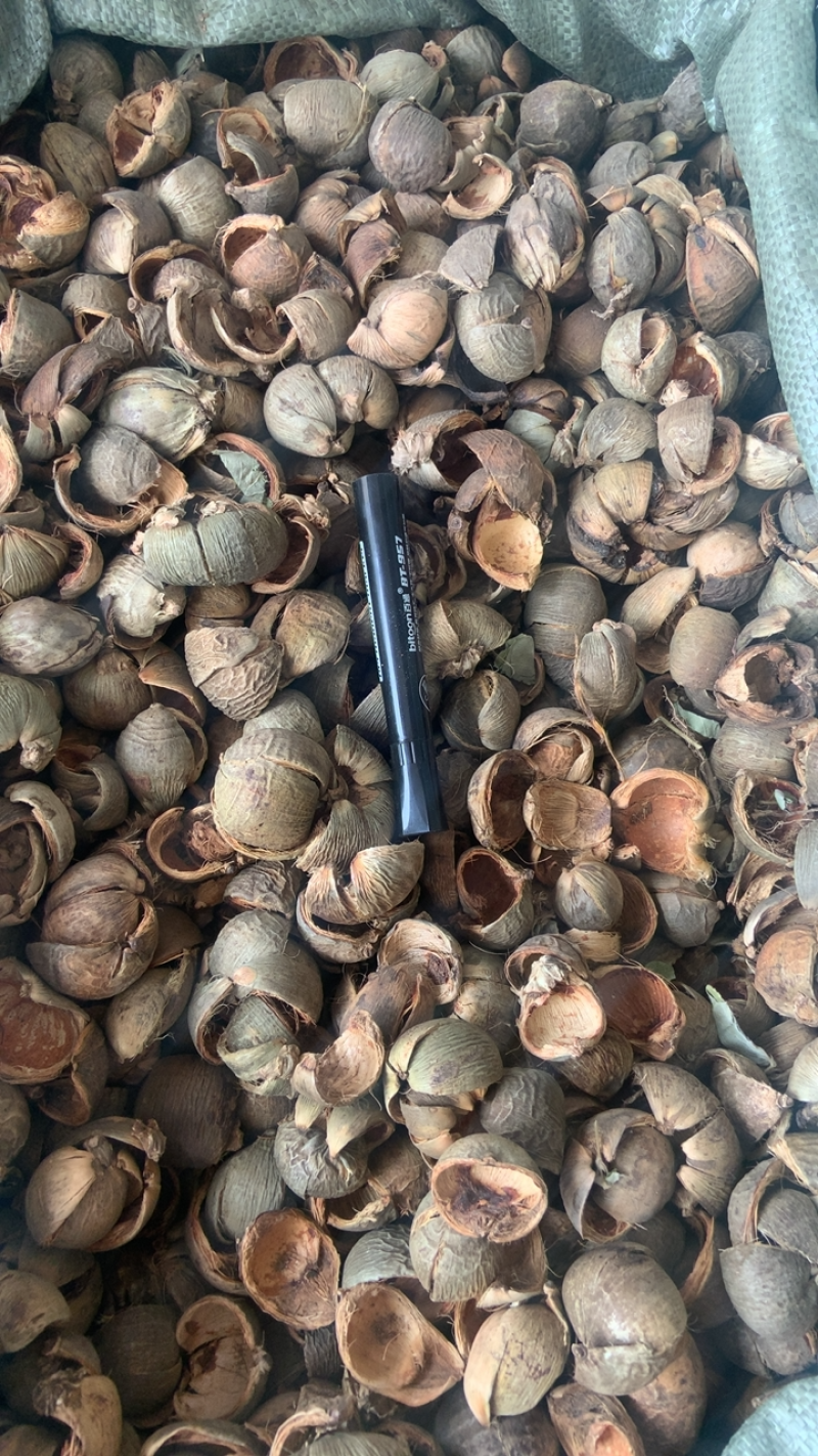 进口中药材大腹皮无硫新货槟榔皮大腹毛手机拍摄实物批发