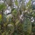 2014年生态古乔木茶饼357g现在低价处理了茶饼已发黑