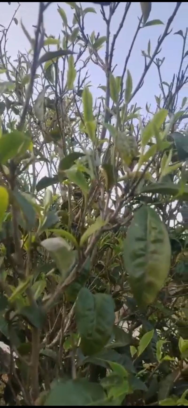 2014年生态古乔木茶饼357g现在低价处理了茶饼已发黑