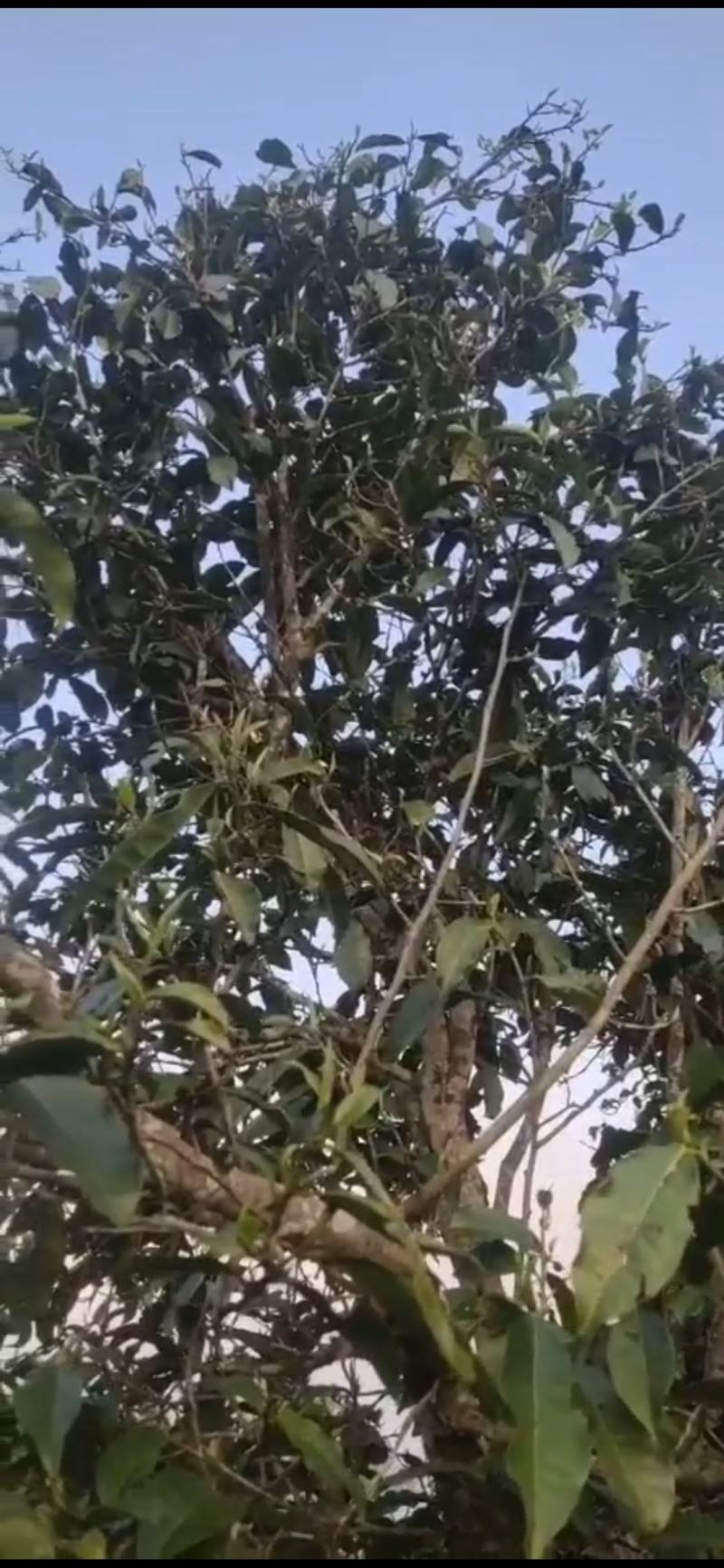 2014年生态古乔木茶饼357g现在低价处理了茶饼已发黑