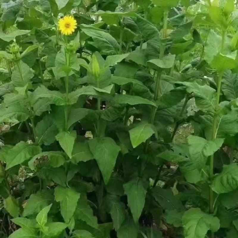 原产地周口牧草多年生金香菊牧草抗病抗虫抗倒抗旱抗涝产量高