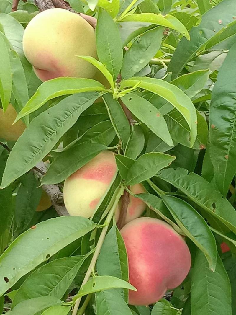 水蜜桃