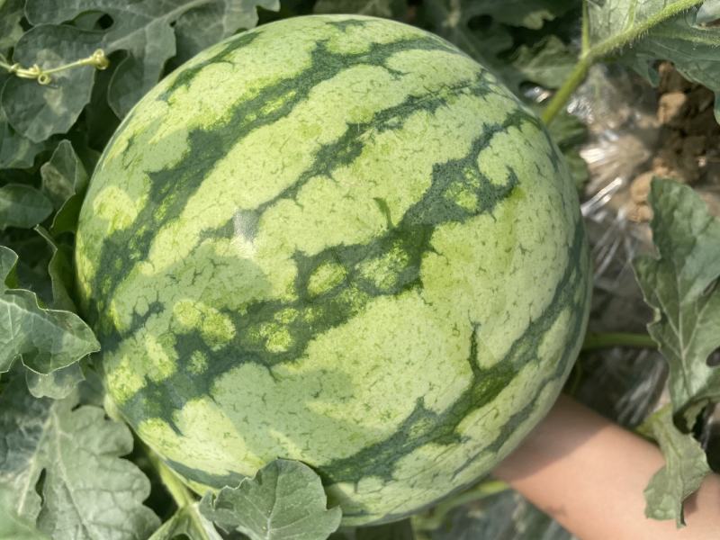 精品湖北西瓜大量上市产地直供保质保量欢迎来电