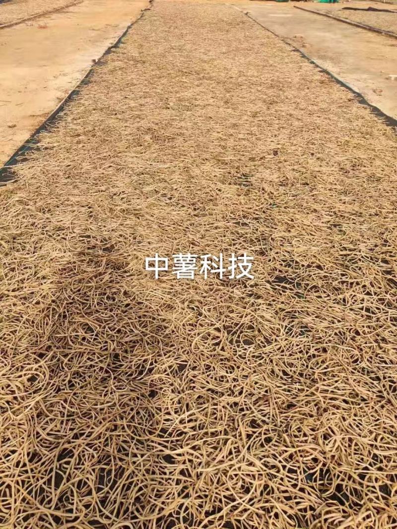 红薯梗地瓜梗红薯杆地瓜杆