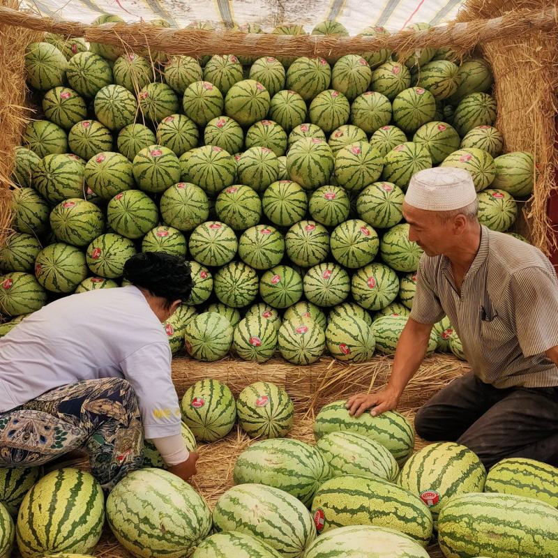 【热卖】宁夏精品硒砂瓜大量上市产地直发一手货源电商