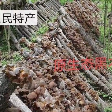 天然椴木黑木耳，椴木黄金木耳，椴木香菇，天麻，土蜂蜜，