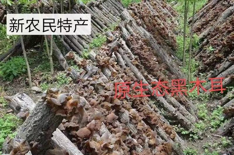 天然椴木黑木耳，椴木黄金木耳，椴木香菇，天麻，土蜂蜜，