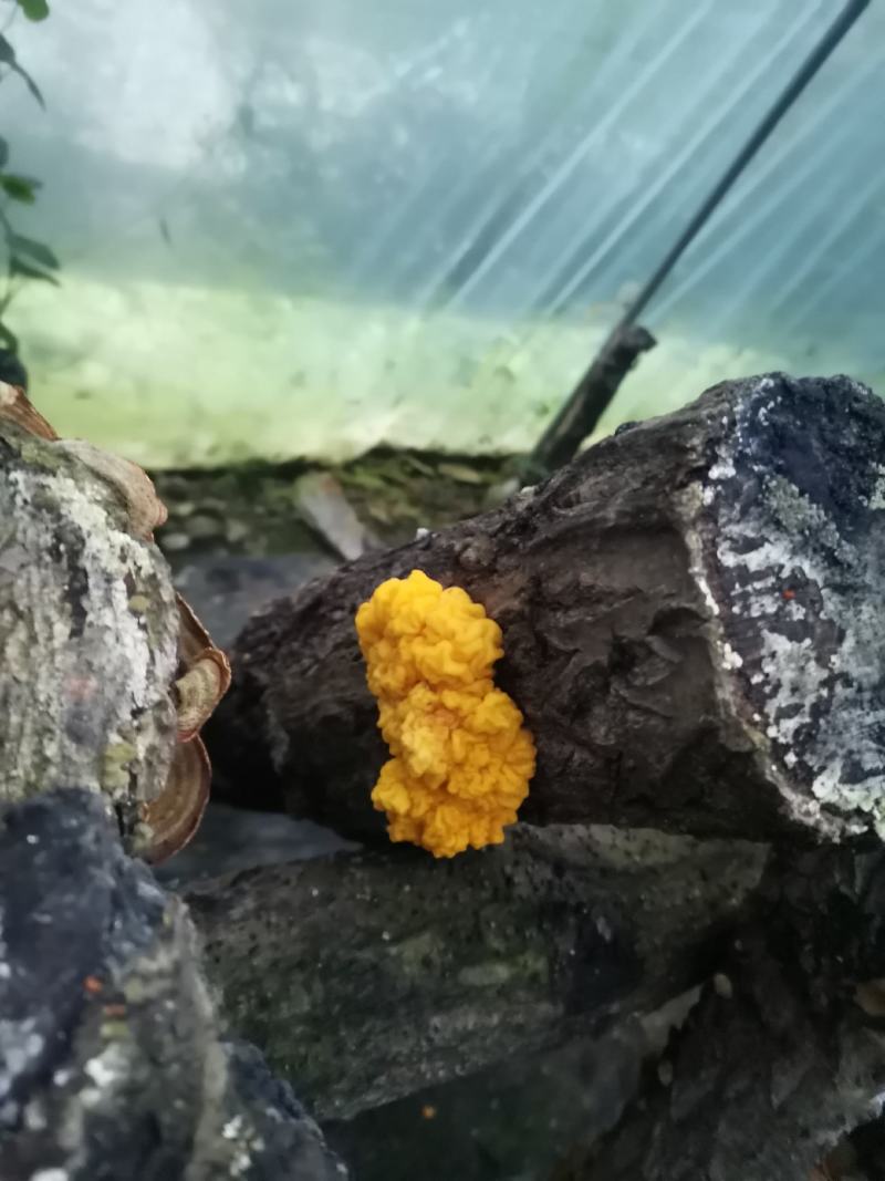 天然椴木黑木耳，椴木黄金木耳，椴木香菇，天麻，土蜂蜜，
