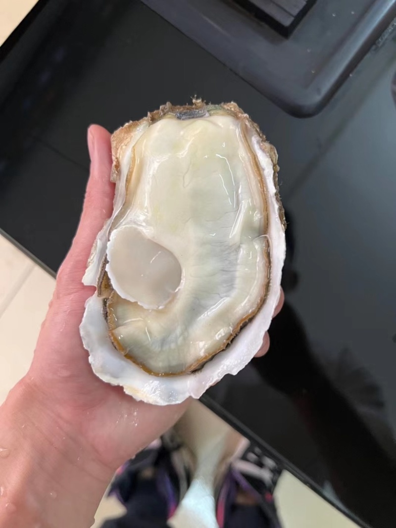 台山三倍体批发精品生蚝干净薄壳肥蚝有个数