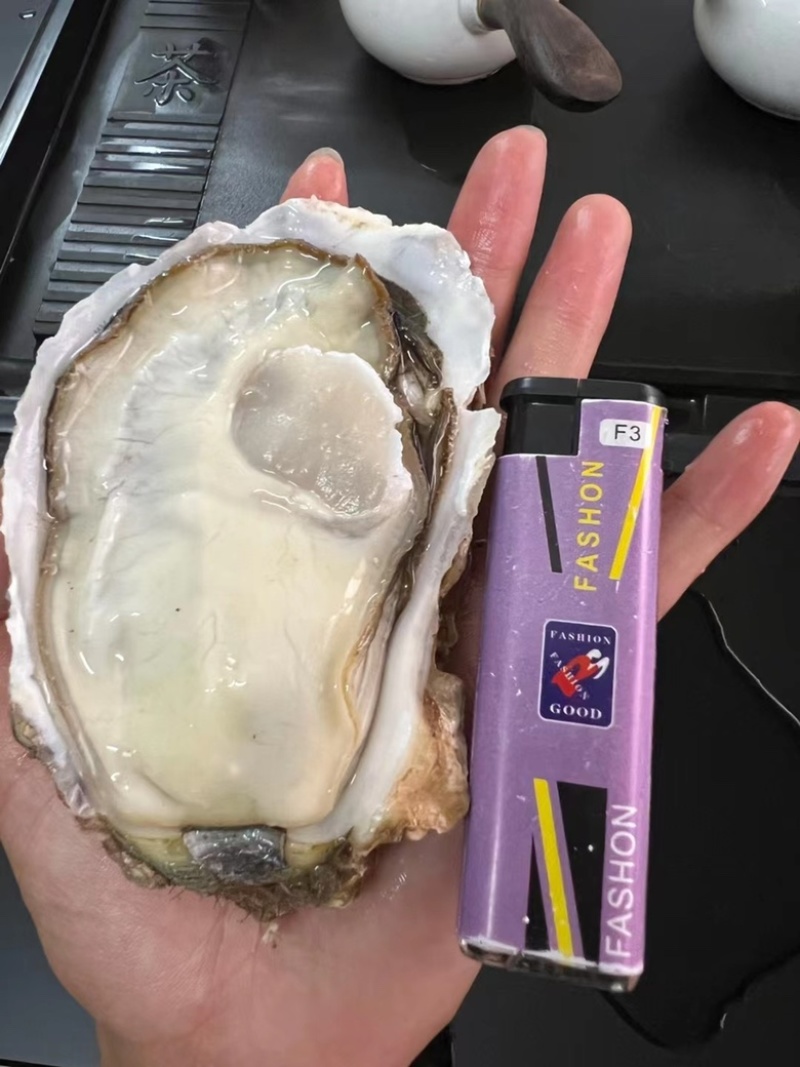 台山三倍体批发精品生蚝干净薄壳肥蚝有个数
