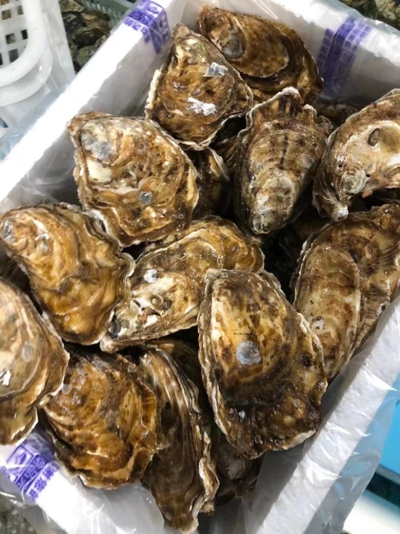台山三倍体批发精品生蚝干净薄壳肥蚝有个数