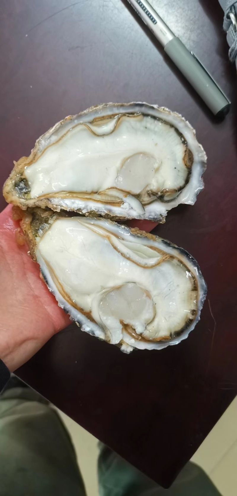 台山三倍体批发精品生蚝干净薄壳肥蚝有个数