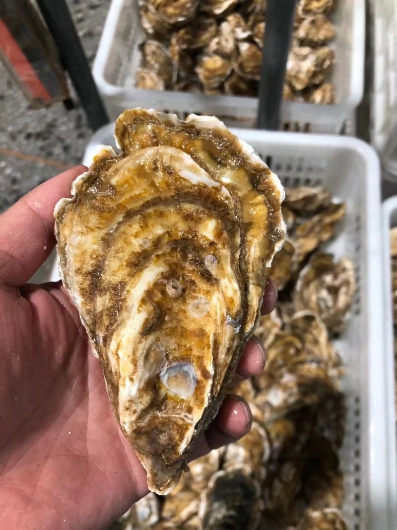台山三倍体批发精品生蚝干净薄壳肥蚝有个数