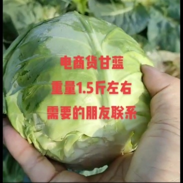 云南优质甘蓝/铁头/物美价廉/现砍现发了基地直发冷库打冷