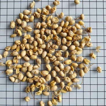 大豆黄卷大豆卷干净无杂实物拍摄中药材大全