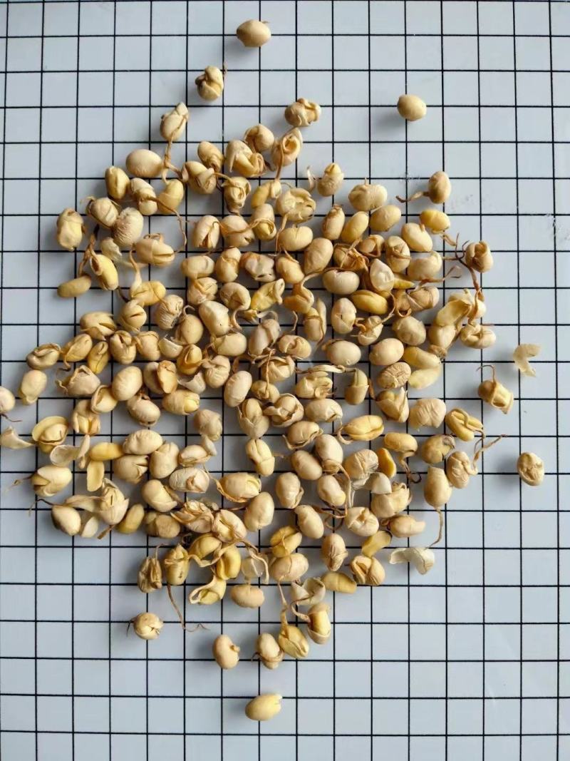 大豆黄卷大豆卷干净无杂实物拍摄中药材大全