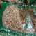 大豆黄卷大豆卷干净无杂实物拍摄中药材大全