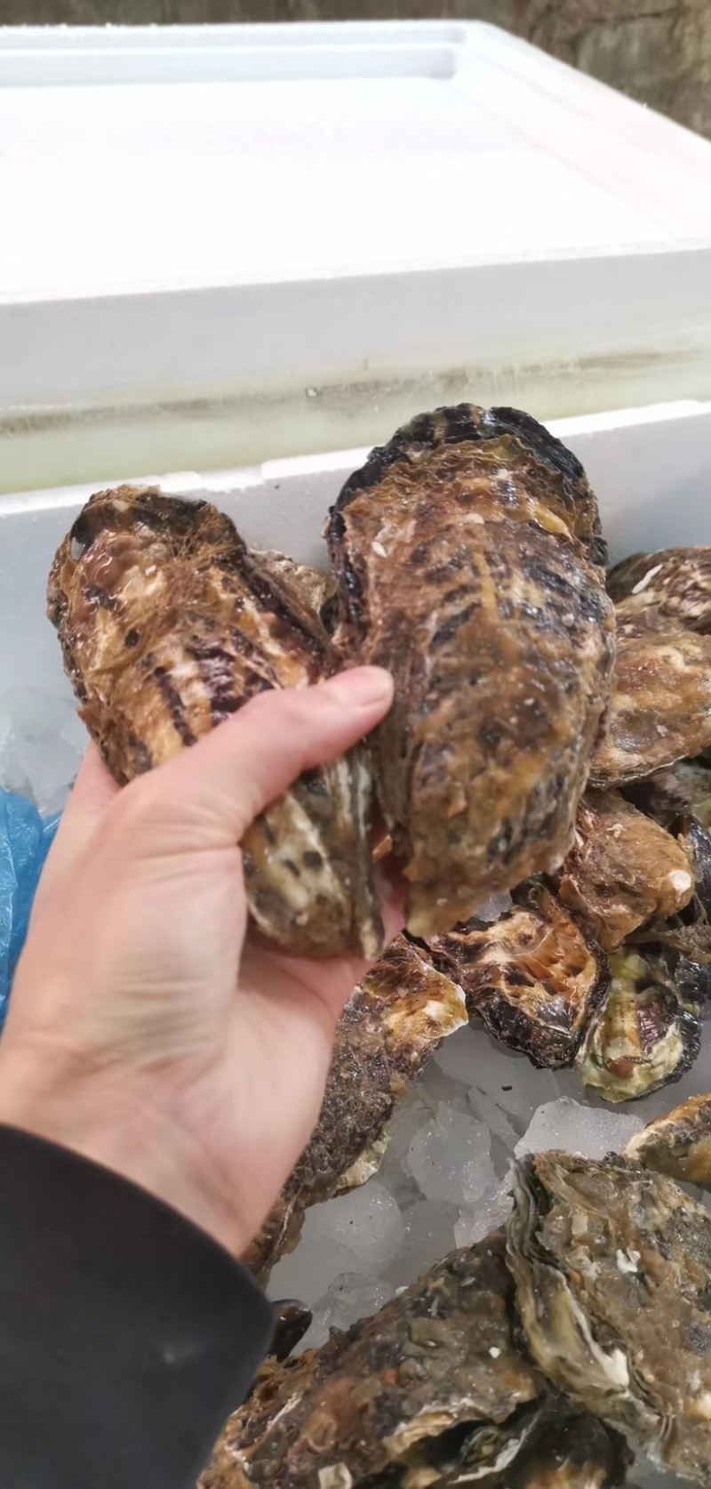 台山蚝三倍体批发薄壳脆肉精品蚝一手货源自产自销