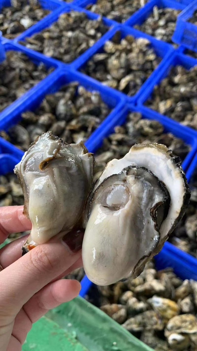台山蚝三倍体批发薄壳脆肉精品蚝一手货源自产自销