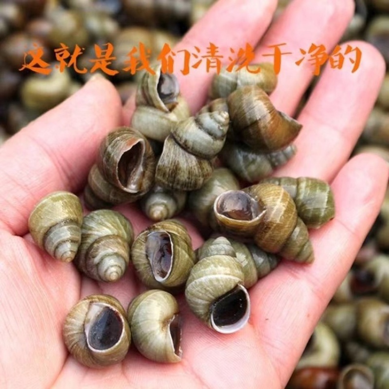 新鲜田螺大量供应，电商平台市场商超，餐厅夜市，欢迎咨询