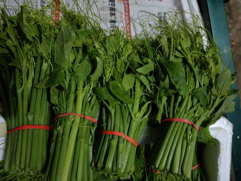 精品龙须菜基地直发大量有货品质保证