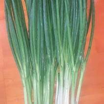 优质小葱