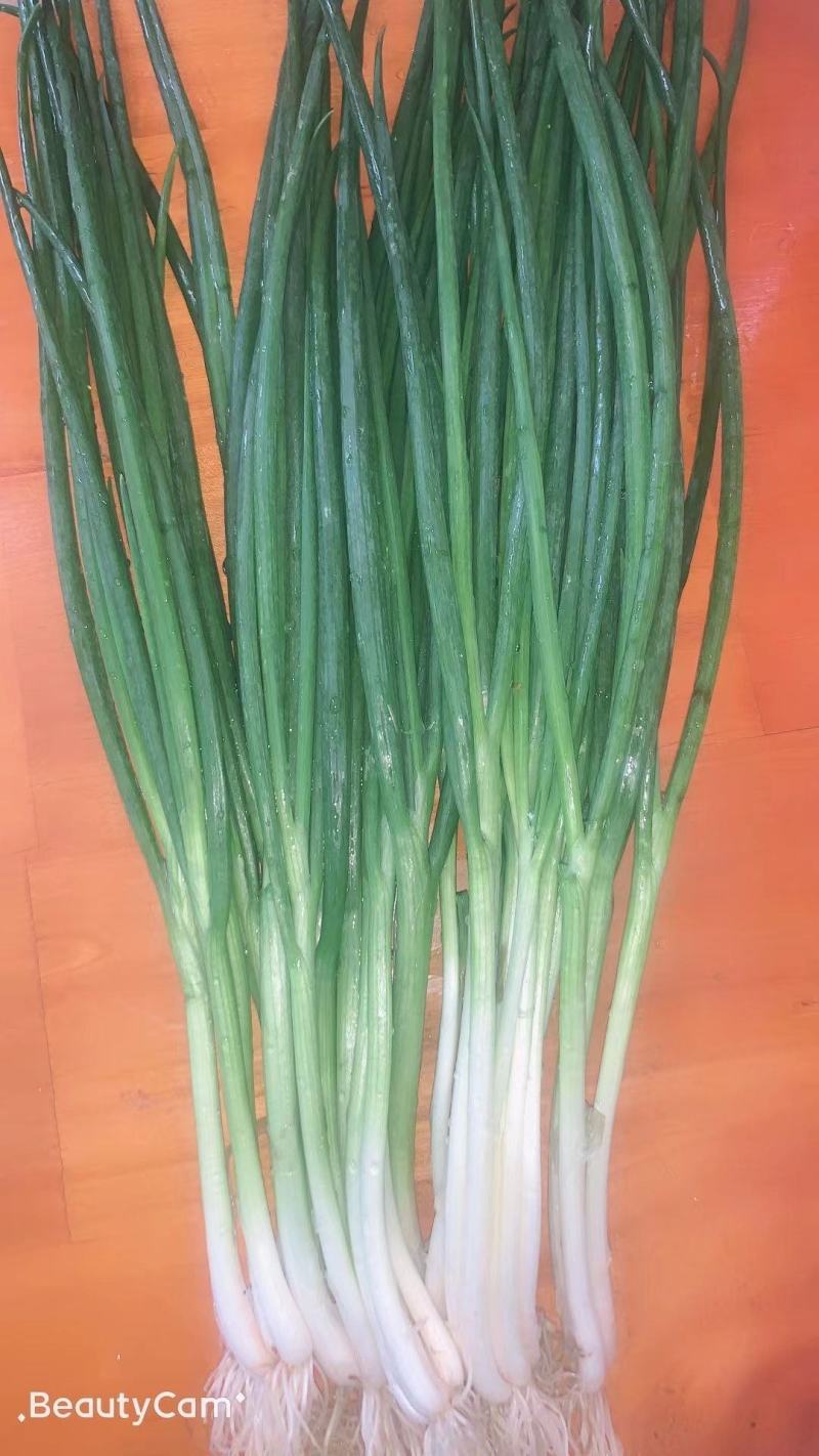 优质小葱