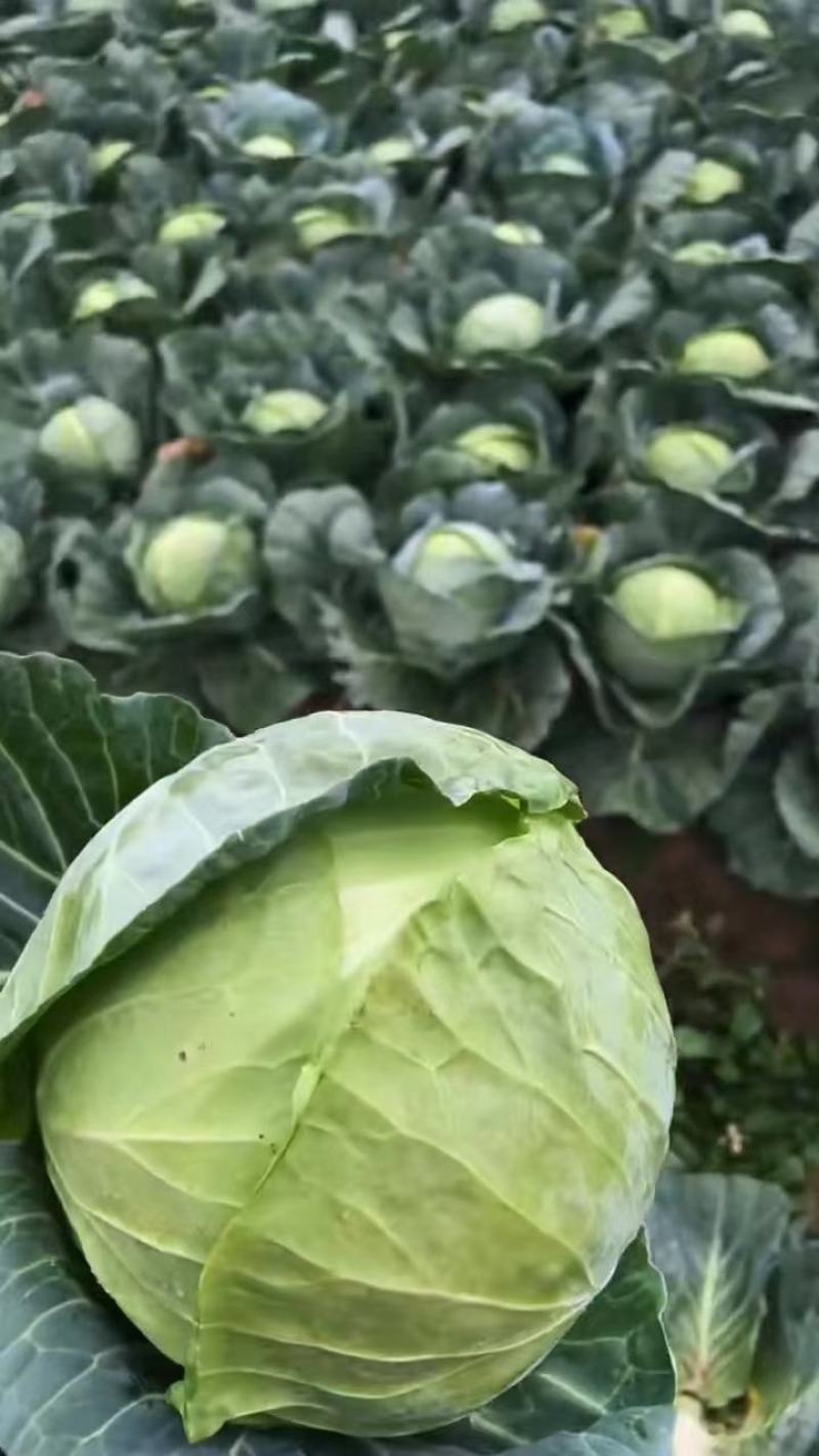 牛心莲花白