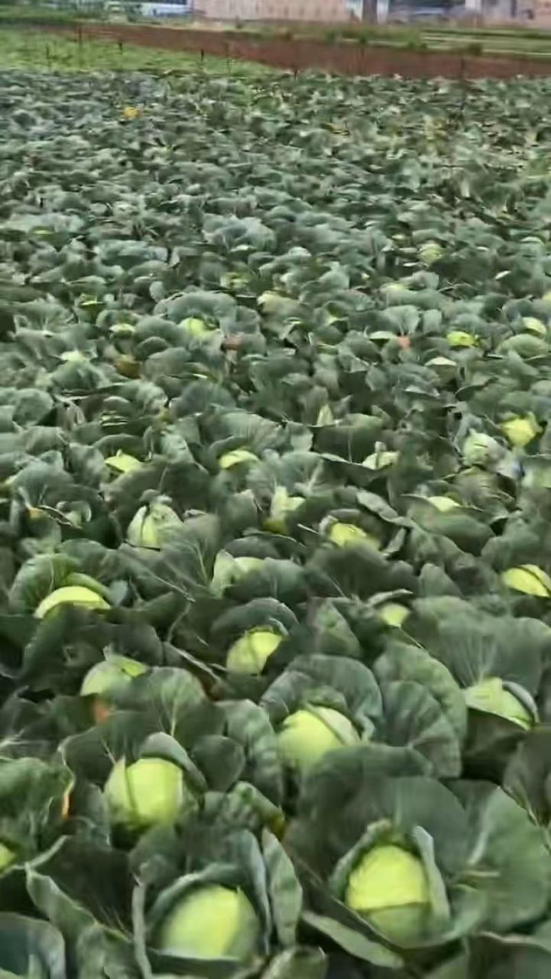 牛心莲花白