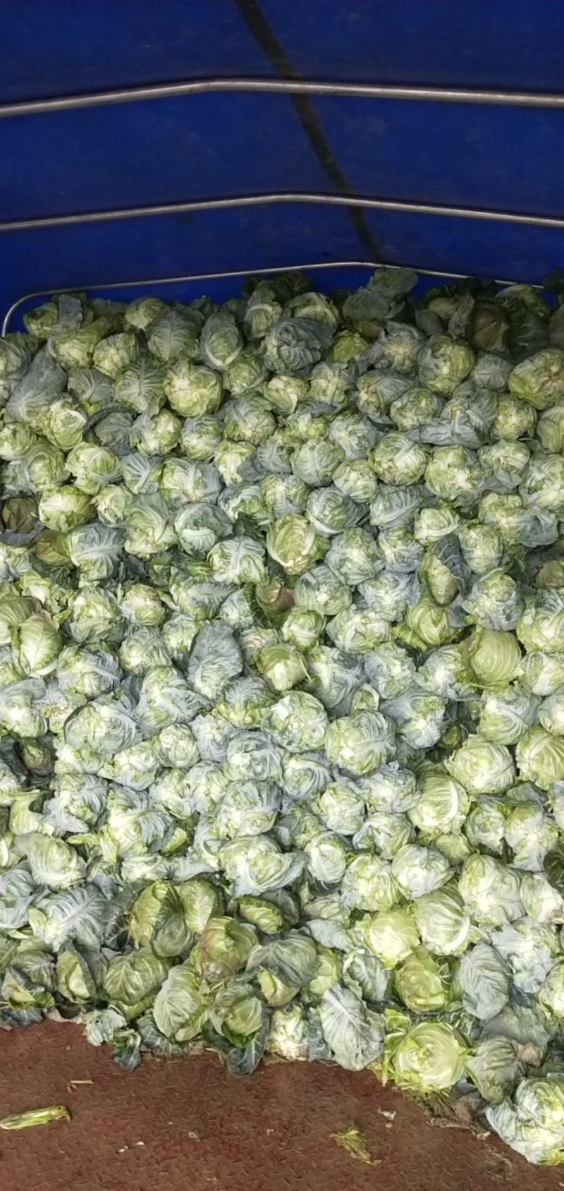 牛心莲花白