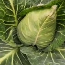 牛心莲花白